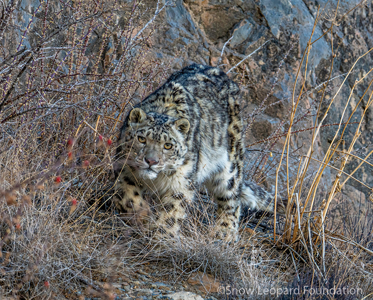 Snow Leopard facing the camera as it stalks through the mountains of Pakistan