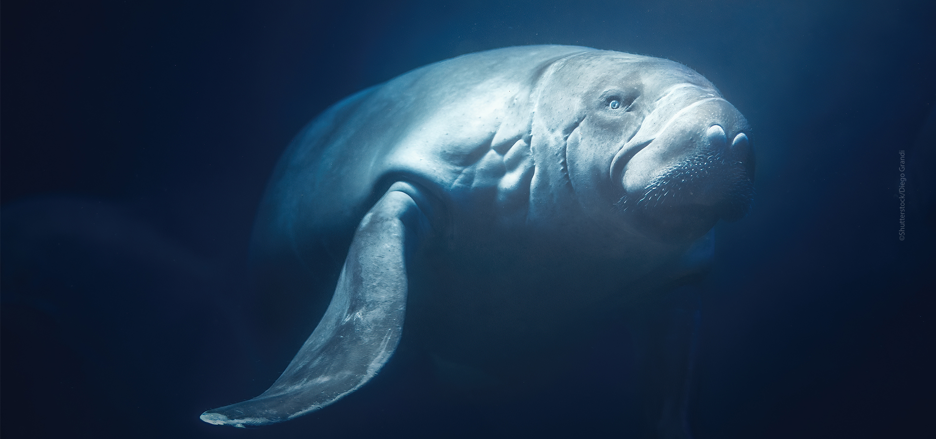 Amazonian Manatee