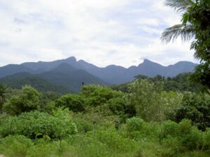 A photo of intact Atlantic Forest in Brazil