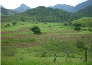 A photo from the first stage of REGUA's wetland restoration showing farmland prior to any wetland creation