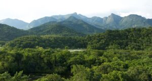 A photo of REGUA's wetland restoration in 2019, taken 17 years after this project began in 2002, showing the substantial regrowth of trees.