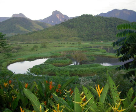 A photo showing wetland restoration at the Guapi Assu Reserve in Brazil on land that was formerly cattle pasture.