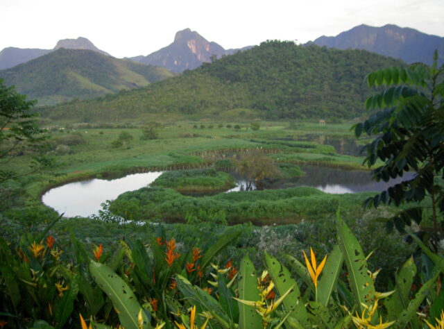 A photo showing wetland restoration at the Guapi Assu Reserve in Brazil on land that was formerly cattle pasture.