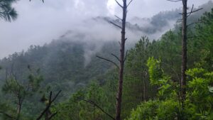 misty trees in the cloud forests of Honduras