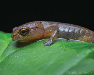 Cerro Pital Salamander on a leaf