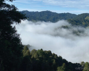 A view of cloud forest, Honduras
