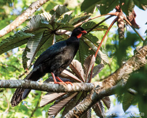 Highland Guan perched on a branch in Honduras.