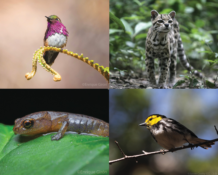 A species montage showing Wine-throated Hummingbird, Margay, Cerro Pital Salamander and a Golden-cheeked Warbler