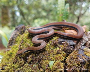 Monte Cristi Graceful Brown Snake curled up on a tree stump