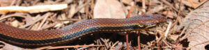 A Monte Cristi Graceful Brown Snake on the ground
