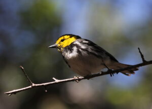Golden-cheeked Warbler perched on a branch