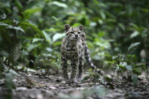 Margay standing amongst the green foliage of the Honduran cloud forest