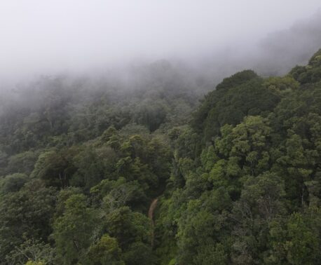 landscape showing trees and mist of Honduras cloud forest