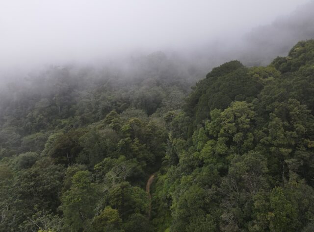 landscape showing trees and mist of Honduras cloud forest