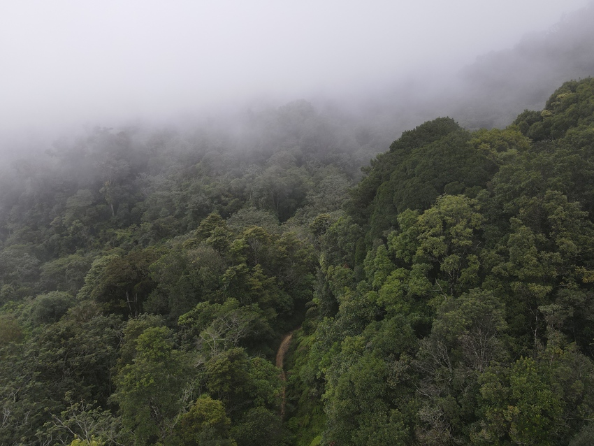 landscape showing trees and mist of Honduras cloud forest