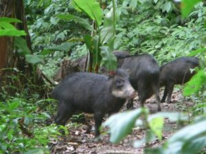 small herd of White-lipped Peccary in among the trees and foliage of the Honduras cloud forest.