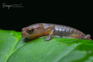 Cerro Pital Salamander on a green leaf
