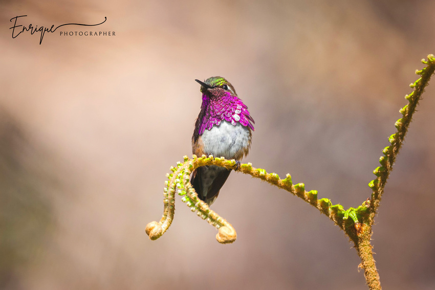 male wine-throated hummingbird perched on a branch. 