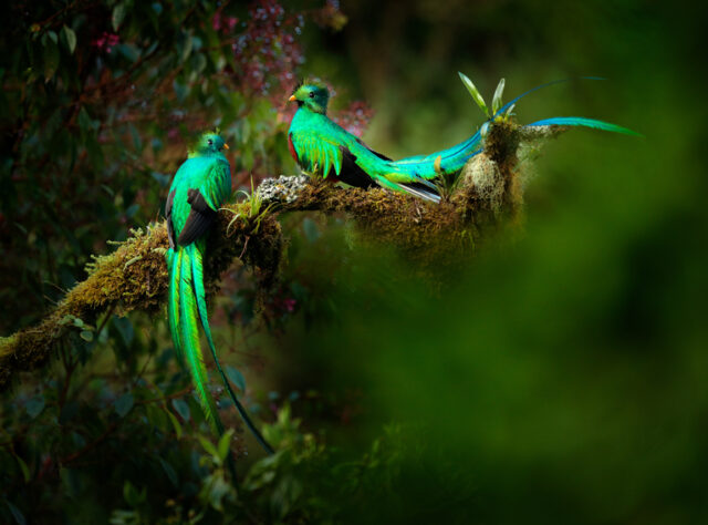 Two Resplendent Quetzal perched on a branch in Honduras cloud forest