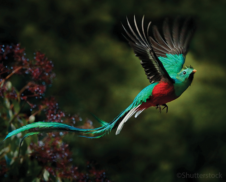 Resplendent Quetzal in flight