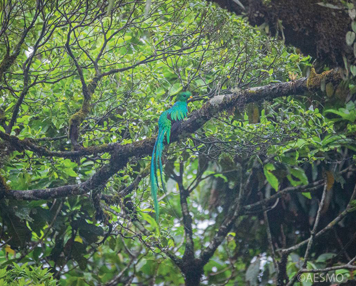 A view of a Resplendent Quetzal camouflaged in the canopy.