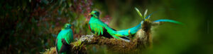 view of two Resplendent Quetzal ion a branch