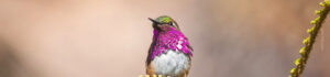 Wine-throated Hummingbird