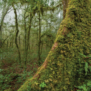 Tree trunk with moss, Mosses of the Hoya del Hielo Reserve.