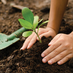 Plant a Tree with WLT - a sapling being planted