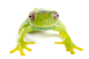 A juvenile Maycú Torrent Frog.