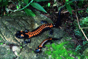 Adult and juvenile Bell's False Brook Salamanders in the forest foliage.