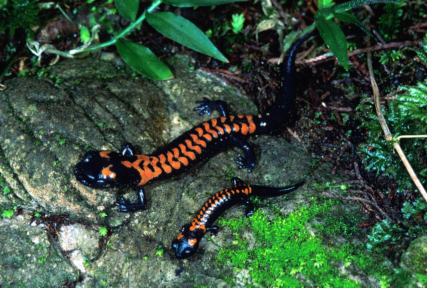 Adult and juvenile Bell's False Brook Salamanders in the forest foliage. 