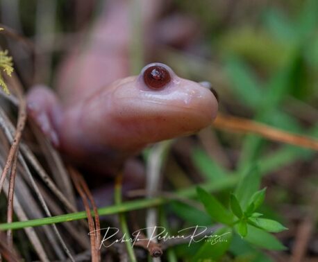 albino salamander looking up at the camera, standing among foliage on the forest floor.