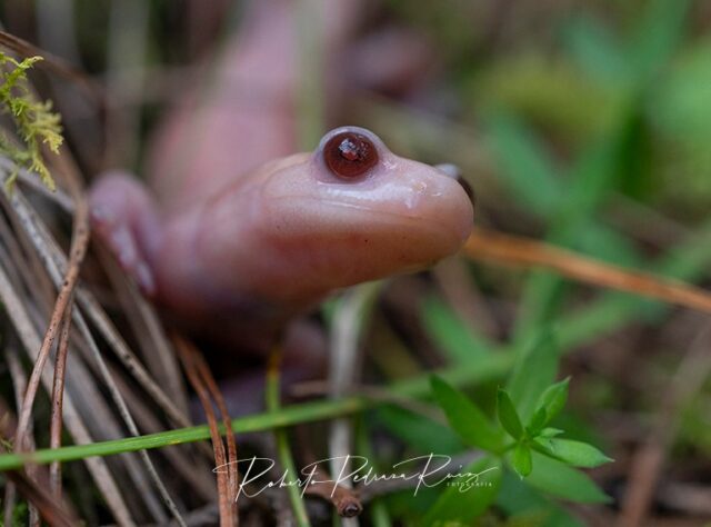 albino salamander looking up at the camera, standing among foliage on the forest floor.