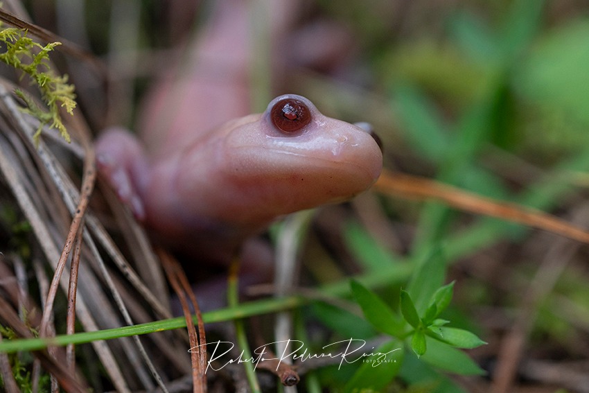 albino salamander looking up at the camera, standing among foliage on the forest floor.