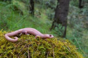 albino salamander sitting on foliage in forest