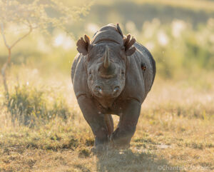 Front view of a Rhino