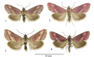 Diagram of four samples of Tegostoma burtoni