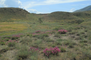 The grassy landscape of the Goravan Sands Sanctuary in Armenia’s Ararat Province