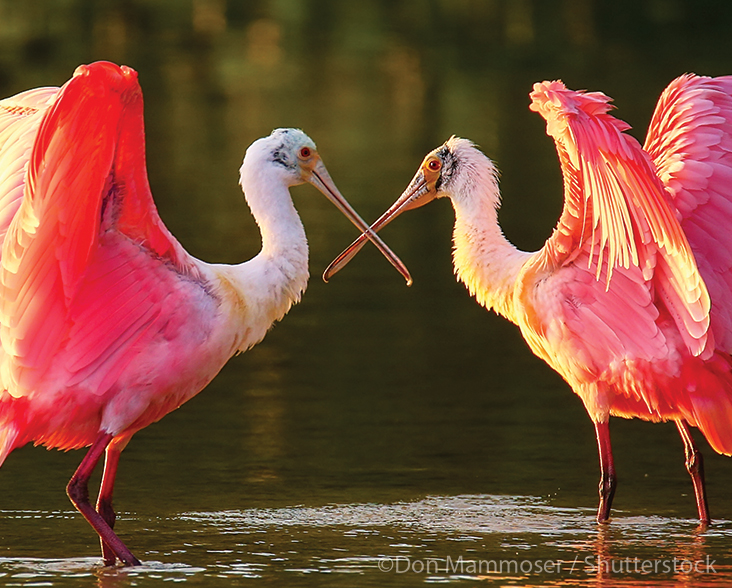 A pair of Roseate Spoonbills crossing their bills