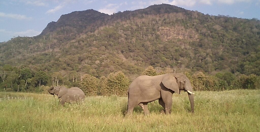 Two elephants in grassland with forested mountains in the background