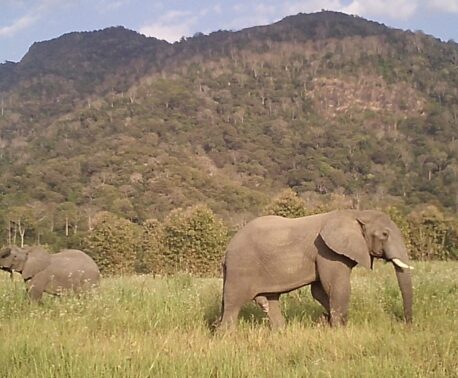 Two elephants in grassland with forested mountains in the background