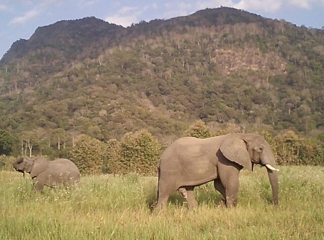 Two elephants in grassland with forested mountains in the background