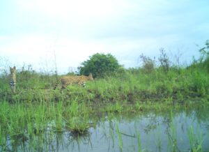 Two serval walking through the grass of the Nyerere-Udzungwa Wildlife Corridor in Tanzania, with body of water in the foreground.
