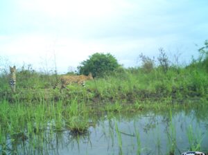 Two serval walking through the grass of the Nyerere-Udzungwa Wildlife Corridor in Tanzania, with body of water in the foreground.