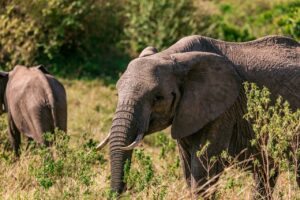African Elephants in the bush