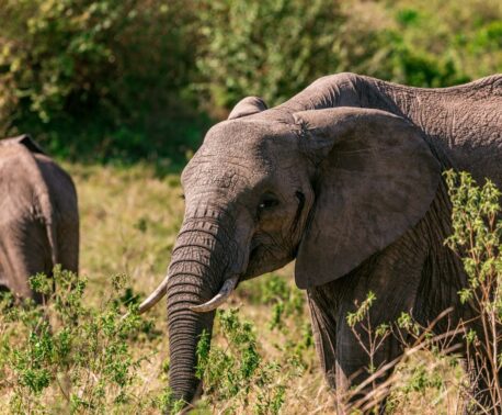 African Elephants in the bush