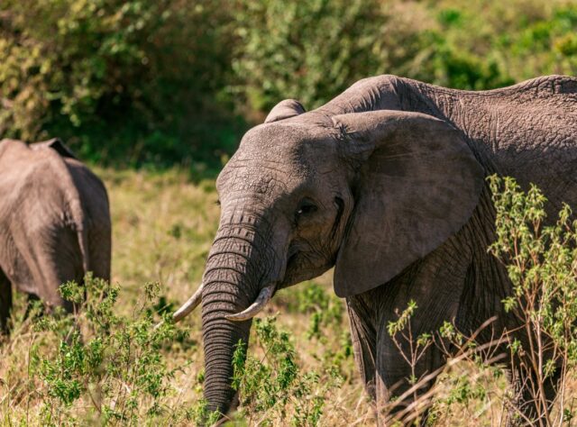 African Elephants in the bush