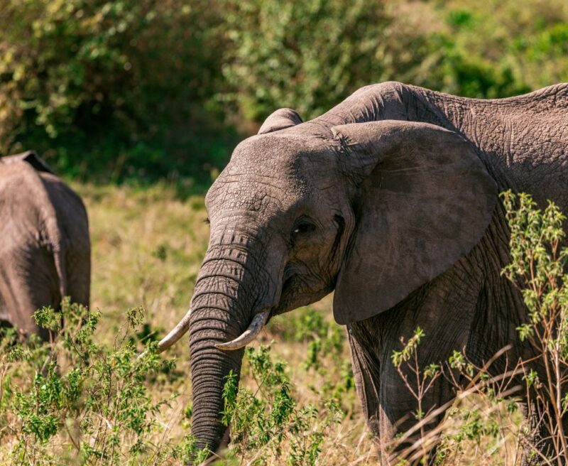 African Elephants in the bush