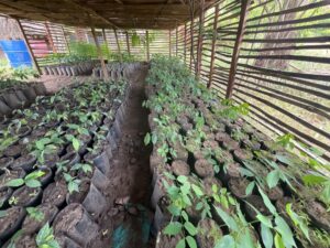 Seedlings of African Mahogany (Afzelia africana) ready to be planted out by Environmental Defenders’ restoration team. Credit: Environmental Defenders.